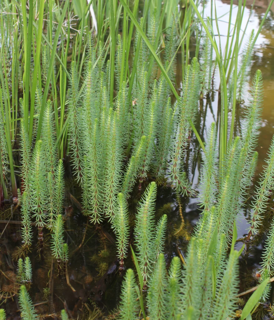 hippuris vulgaris in a pond