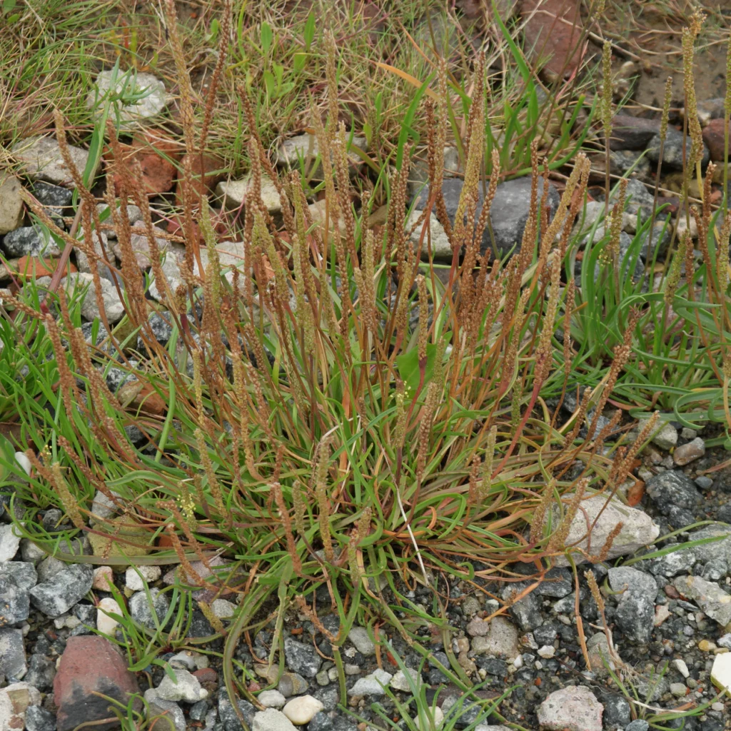 gulkampar plantago maritima