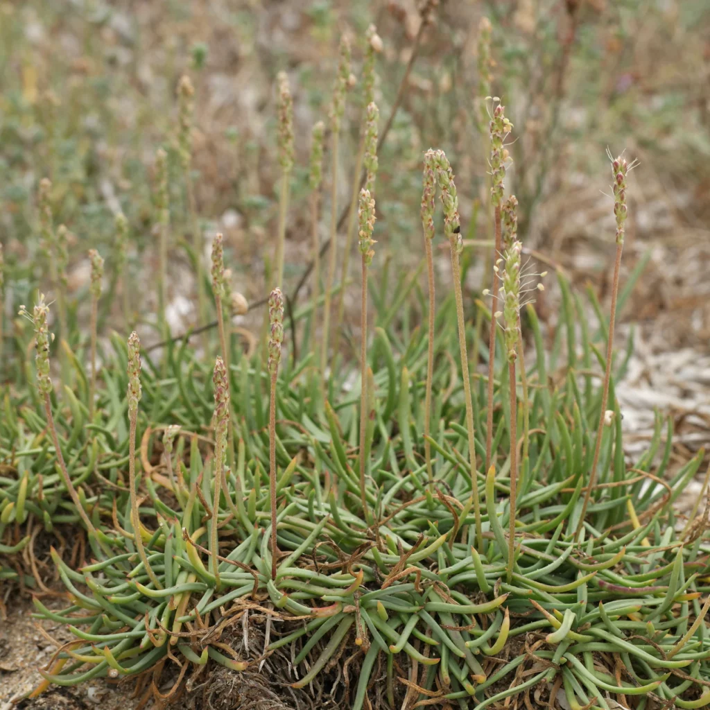 plantago crassifolia