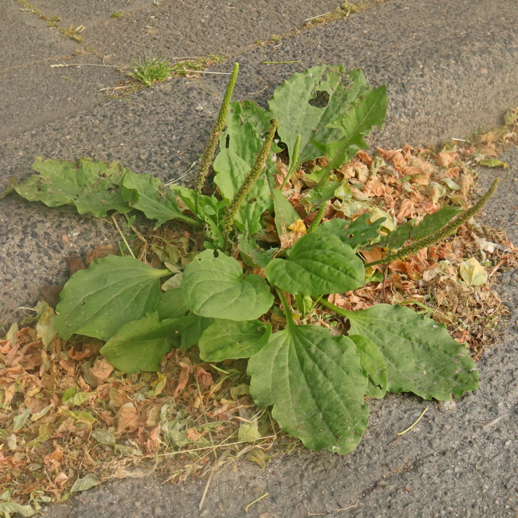 plantago major