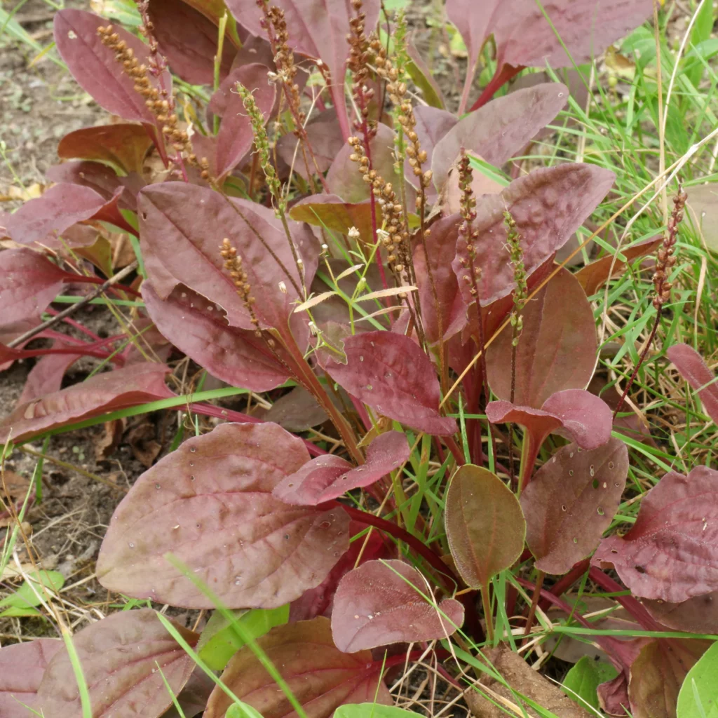 plantago major rubra