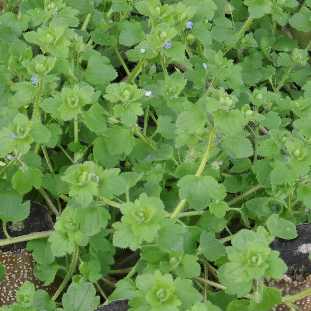 bladen av veronica sublobata