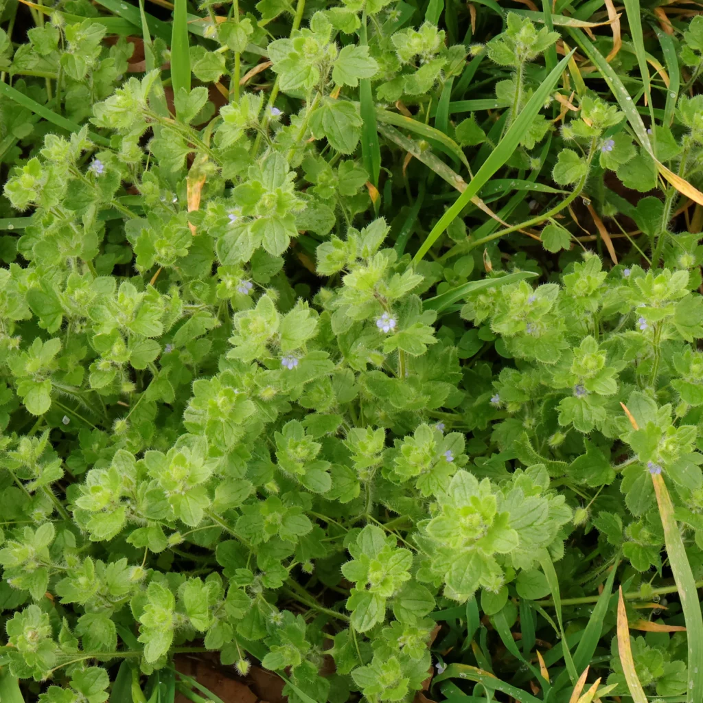 veronica hederifolia