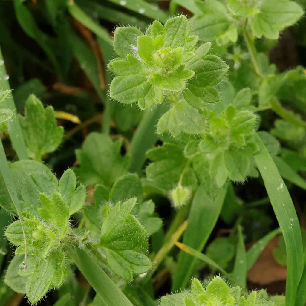 veronica hederifolia 2