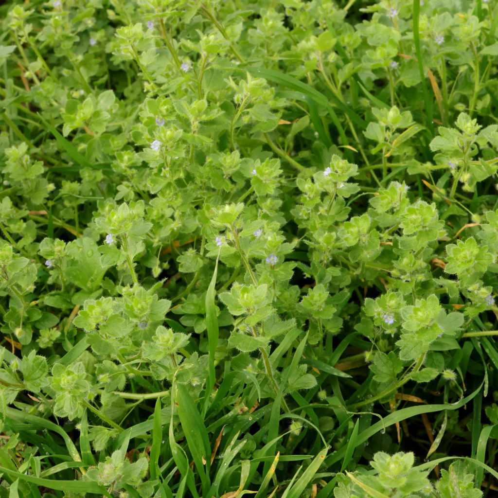 veronica hederifolia