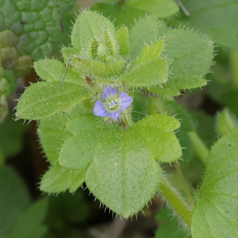 veronica sublobata