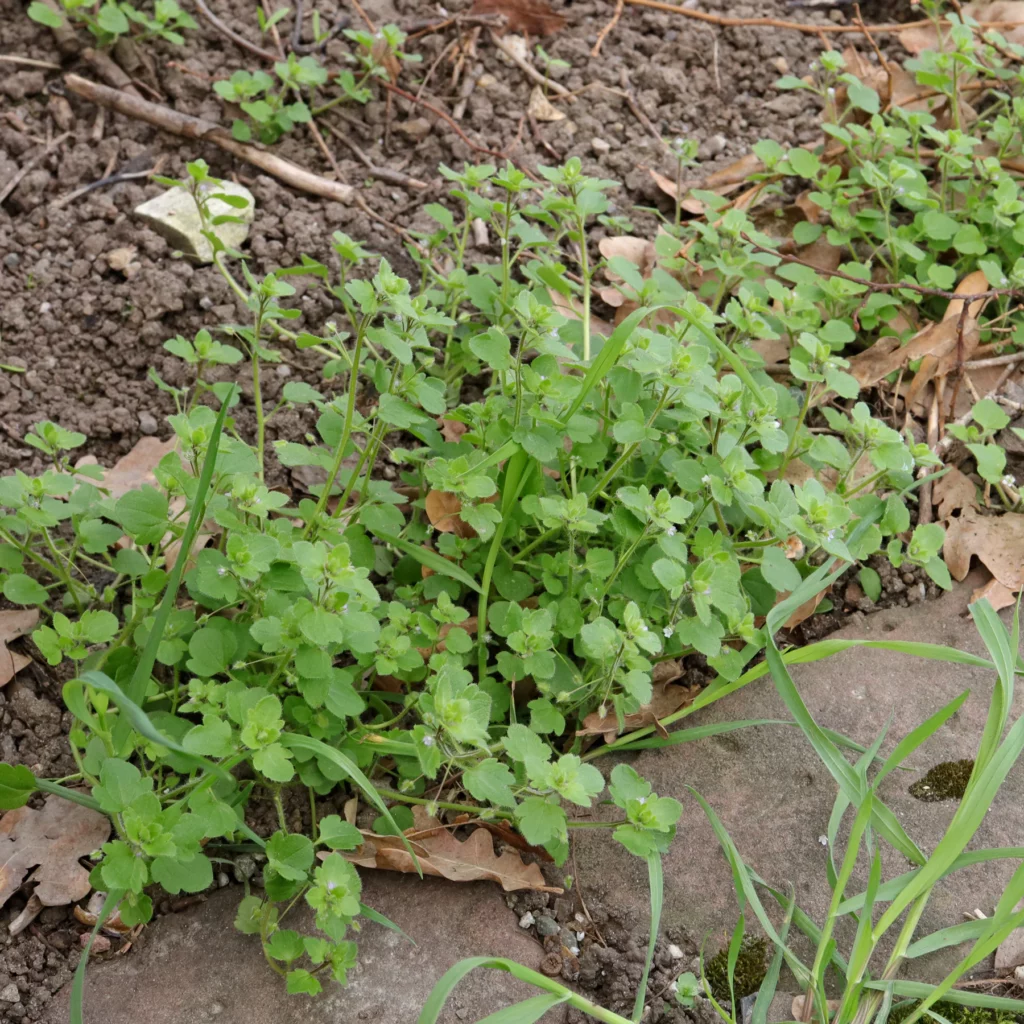 veronica sublobata vid vägkanten